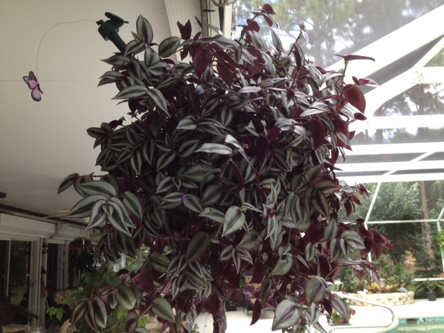 help with wandering jew