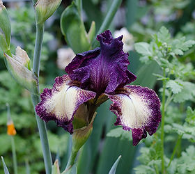 my iris today and a update on my separating iris post, gardening