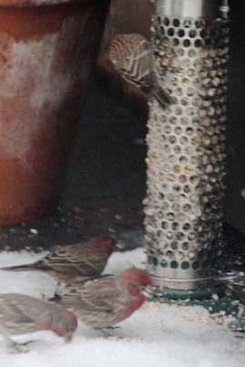 part 4 back story of tllg s rain or shine feeders, outdoor living, pets animals, Feeder Placement Allows Male Finches nosh during nor easter Image with narrative on TLLG s Blogger Pages November 2012