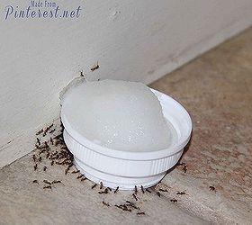ant poison diy, pest control