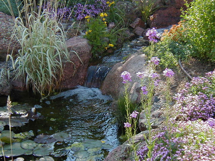 rocky mountain waterscape water feature, landscape, ponds water features, Marginal plants and a lily add extra beauty to this pond