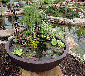 container water gardens, Garden centers carry patio ponds made specifically for container water gardens