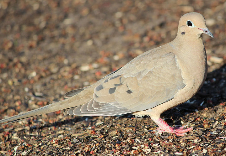 too many birds to count, pets animals, Mourning Dove