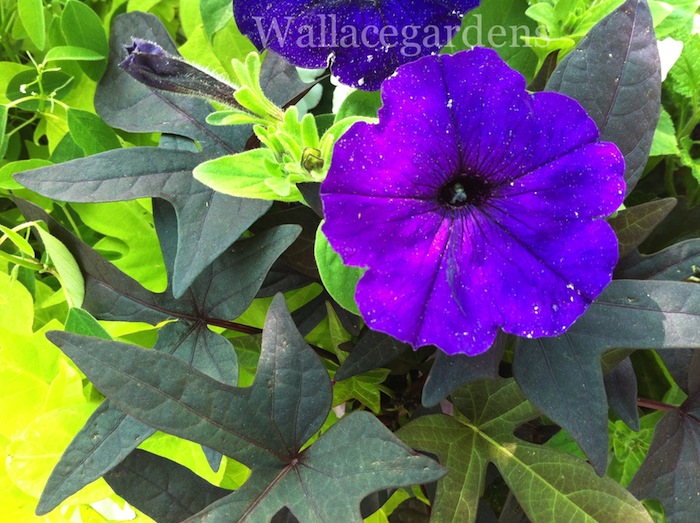 plantas patriticas para una fiesta del 4 de julio patritico vidaurbana, Las petunias vienen en muchos tonos de azul oscuro as que coge unas cuantas y m zclalas con petunias rojas y blancas
