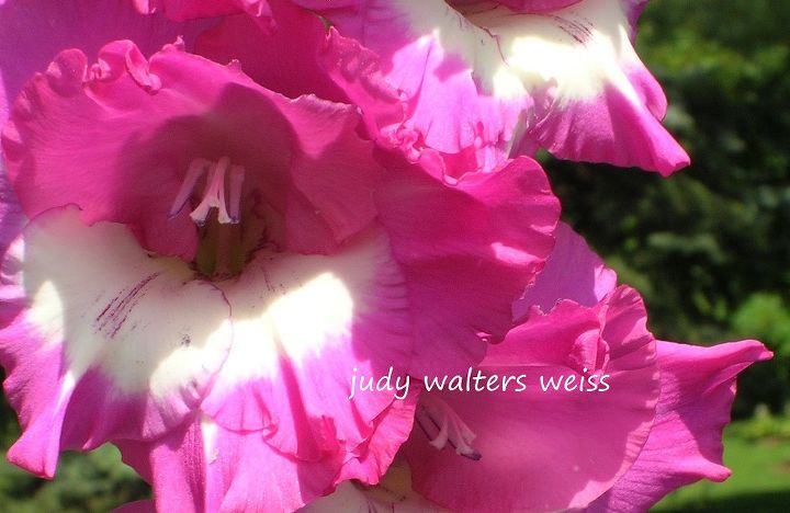 pretty petals from my garden, flowers, gardening, hydrangea, succulents, Another pretty color of Gladiolus