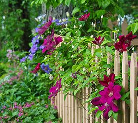 clematis along our fence, fences, flowers, gardening, The colorful scene in our Fence Garden today