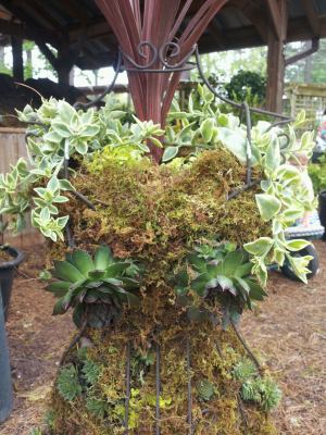 garden diva chick, flowers, gardening, succulents, Added succulent plants to fill her in using mostly Hens Chick plants