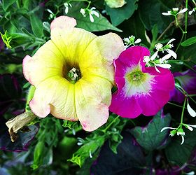 summer flowers in my ohio gardens, flowers, gardening, Petunias