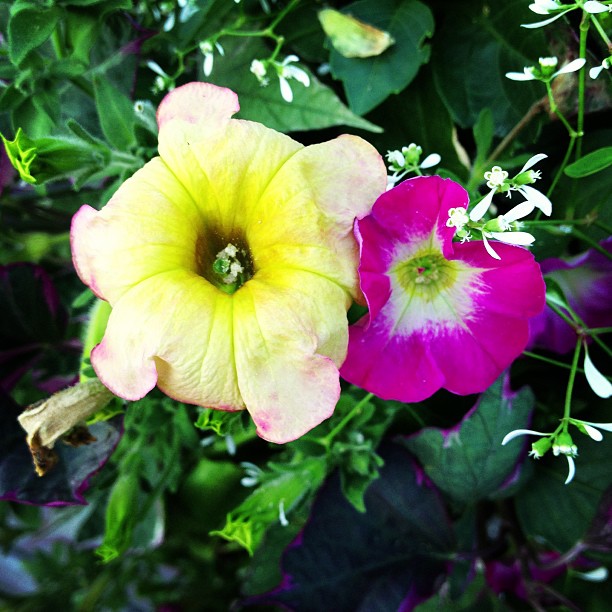 summer flowers in my ohio gardens, flowers, gardening, Petunias
