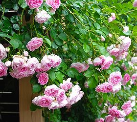 climbing rose and clematis combination, gardening, This rose is lovely though hangs a bit too much for this trellis I am thinking of moving it someday as it would be perfect suspended over head on a pergola Its sweetly scented roses would fall right to your nose bliss