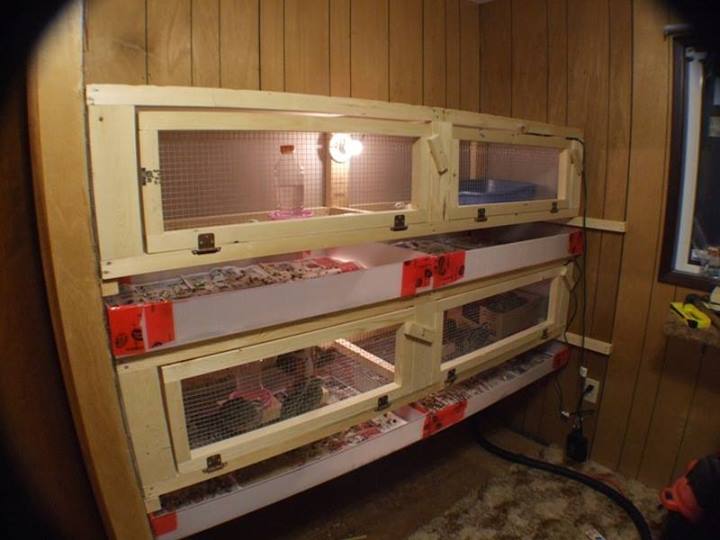 urban homesteaders criar codornices y cosechar huevos, Esta instalaci n se construye en el espacio de un armario
