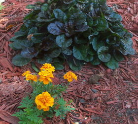 fall colors in the garden, flowers, gardening, orange marigolds in front of bugleweed black scallop