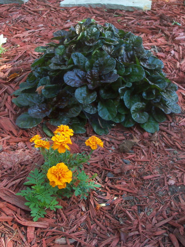 fall colors in the garden, flowers, gardening, orange marigolds in front of bugleweed black scallop