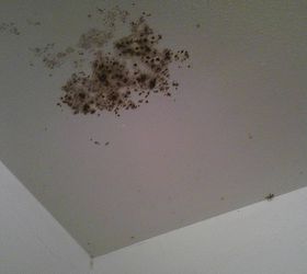 mildew in the bathroom, bathroom ideas, home maintenance repairs, how to, On porous surfaces such as sheetrock if the mold is imbedded in the substrate the material will have to be removed and replaced in order to eliminate the source of the mold