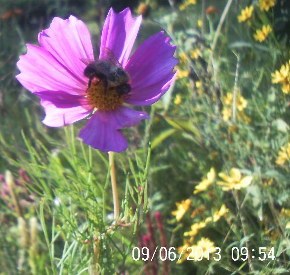 bee s butterflies n flowers, flowers, gardening, pets animals, Cosmo