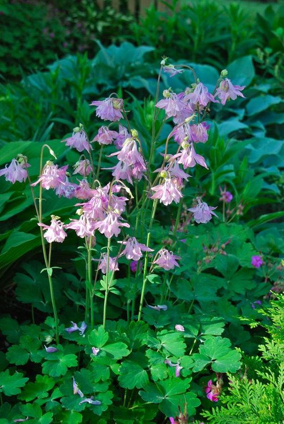 pink plant combinations, flowers, gardening, Pink columbine Aquilegia in front of blue Hosta in the Shade Path garden