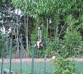 danger with bird feeders, outdoor living, pets animals