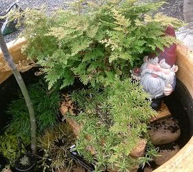 pot rambling, container gardening, flowers, gardening, hydrangea, perennials, So I put a Jap Maple and arbrovitae fern dwarf mondo and some pratia