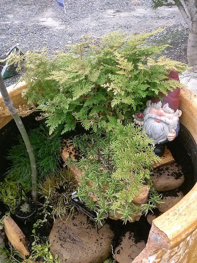 pot rambling, container gardening, flowers, gardening, hydrangea, perennials, So I put a Jap Maple and arbrovitae fern dwarf mondo and some pratia