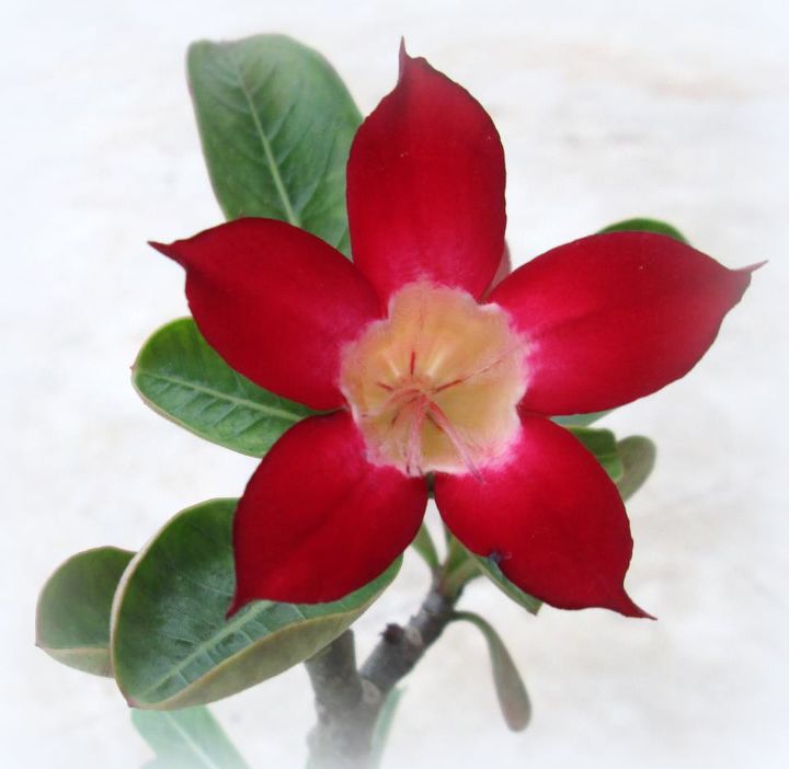 desert rose adenium obesum bonsai, gardening