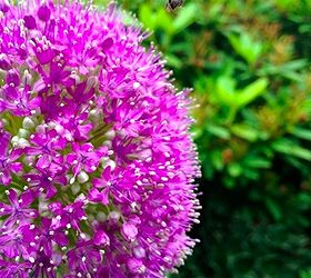 life of a garden blogger in spring, flowers, gardening, Busy Bee visits Allium blooms