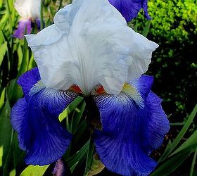 may garden historic goodstay gardens, gardening, Just one of the huge collection of hybrid iris