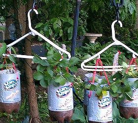 homemade topsy turvy bags hanging plastic bottle planters, container gardening, crafts, gardening, repurposing upcycling, This is 3 strawberry plants and 3 pepper plants hanging on a 2 hook doubled Shepherds hook