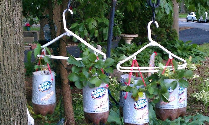 homemade topsy turvy bags hanging plastic bottle planters, container gardening, crafts, gardening, repurposing upcycling, This is 3 strawberry plants and 3 pepper plants hanging on a 2 hook doubled Shepherds hook