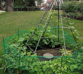 following up on straw bale gardening, gardening, Bean TeePee Looks like we need to start sooner or hope for a longer growing season for this to work