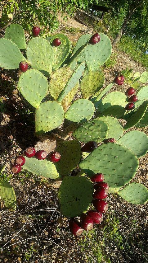q do prickly pears need to be peeled before juicing, gardening, in central Texas