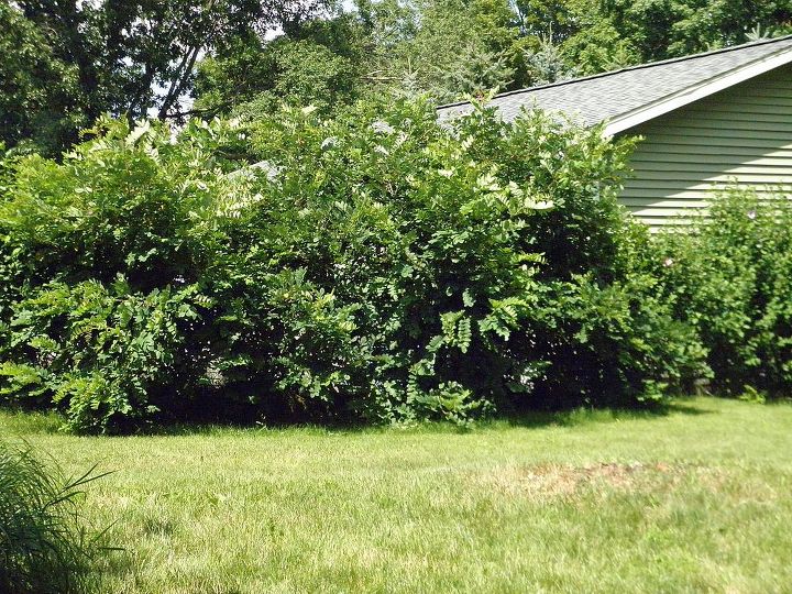 identity crisis, flowers, gardening, This is the Locust tree in 2013 It really wanders if left untrimmed It is now over 8ft tall growing