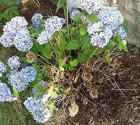 wilting hydrangea, flowers, gardening, hydrangea
