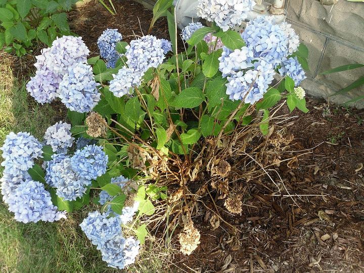 wilting hydrangea, flowers, gardening, hydrangea