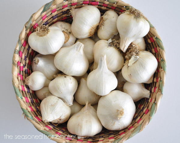 grow garlic in a container, container gardening, gardening, Fresh garlic anyone