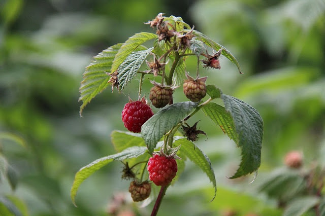 make your very own raspberry wine, gardening, Just waiting to be bottled