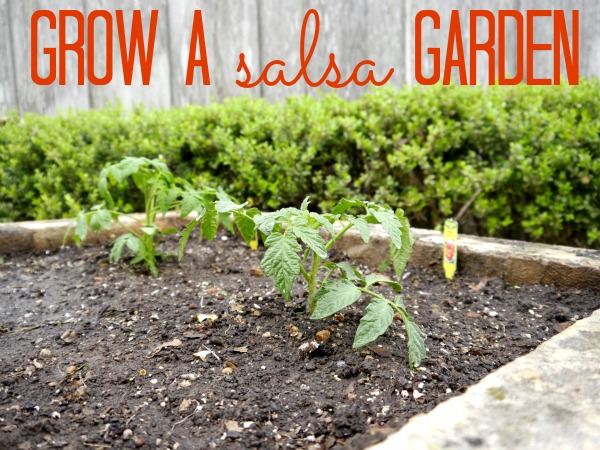 make a salsa garden, gardening, raised garden beds