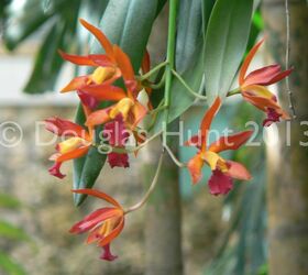 tropical treats from fairchild botanic garden, gardening, Cattleya orchid Trick or Treat