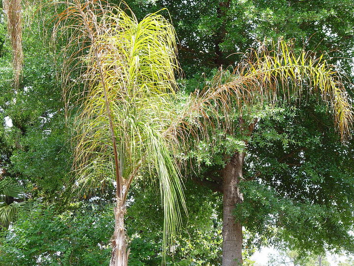 queen palm disaster, horrible