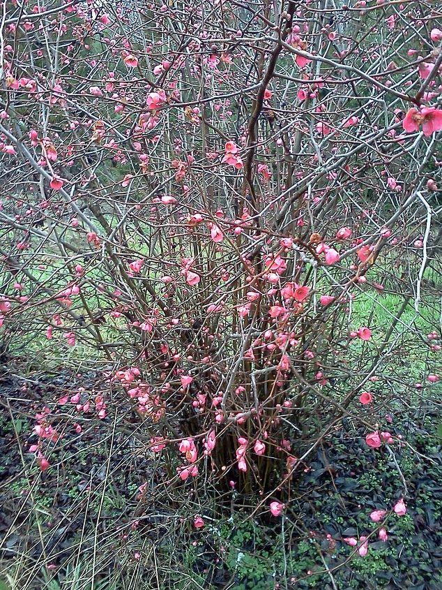 took this picture of quince blooming monday near commerce ga, gardening, Quince