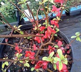 q plants in bloom today in the nursery 21 pictures, gardening, Quince