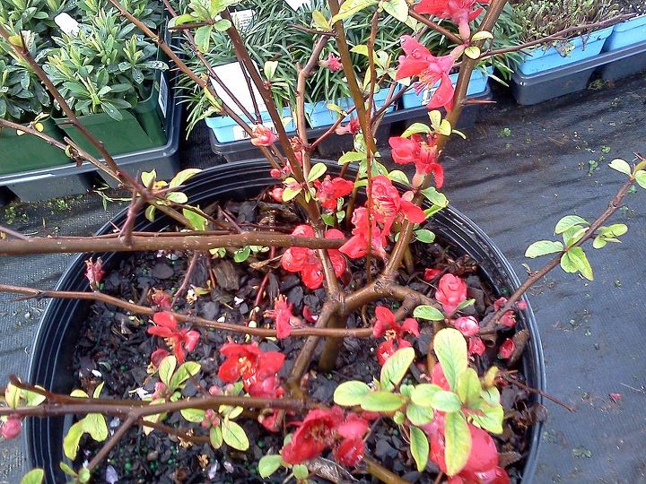 q plants in bloom today in the nursery 21 pictures, gardening, Quince