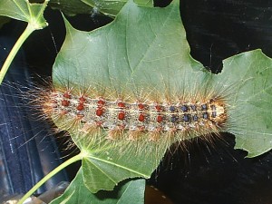 sub zero weather can benefit your garden landscape, flowers, gardening, perennials, The emerald ash borer the wooly adelgid aphid and the gypsy moth have all been wreaking havoc in the past decade or so