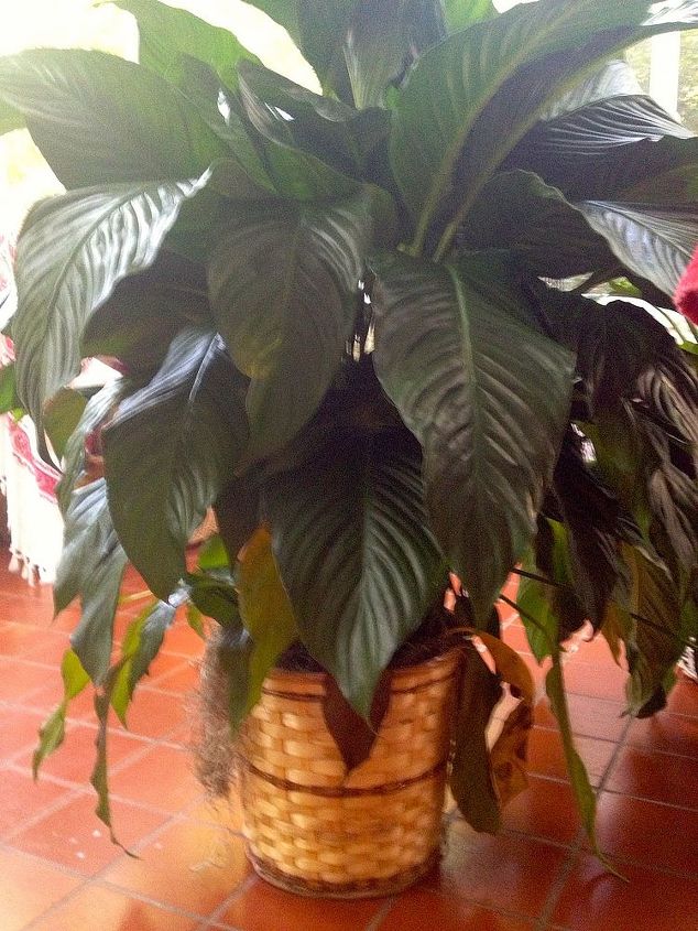 q plant identification help, gardening, It is about 4 feet high and has large leaves
