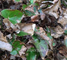 clean up after the polar vortex springgardening, container gardening, flowers, gardening, landscape, perennial, Evergreen perennials like this Epimedium were badly burned this year Just cut the foliage down to the ground and this plant will bounce back in no time