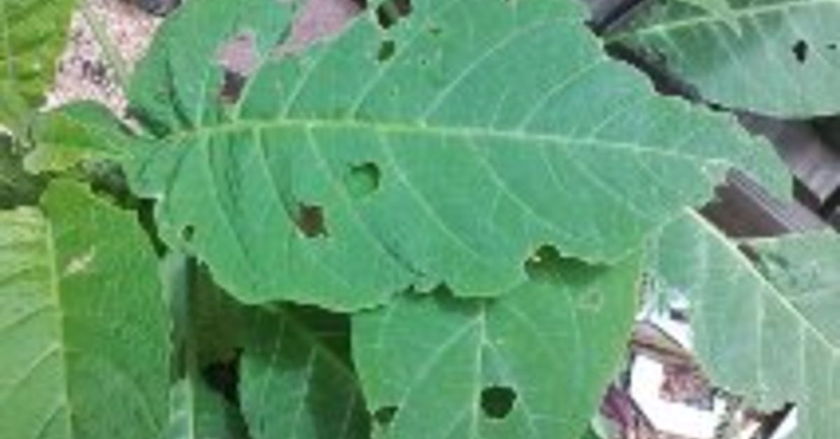 Angel Trumpet Pest Hometalk Angel Trumpet Pest Hometalk