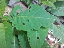 angel trumpet pest, Angel Trumpet damaged leaves