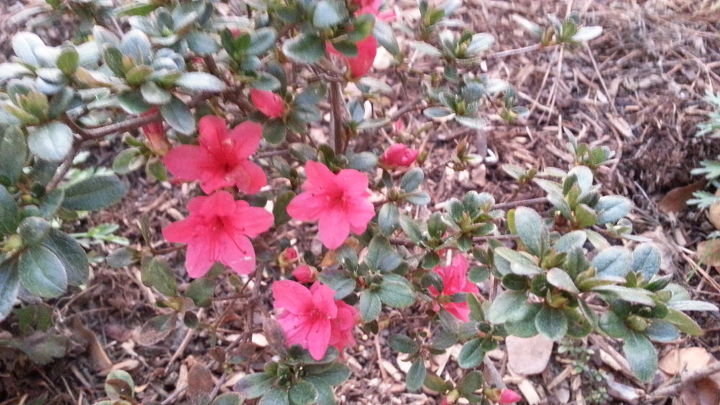 q friends its been a long time coming but look there are blooms forming on, gardening