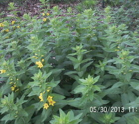 just some of the flowers in our yard, flowers, gardening, Yellow Loosestrife