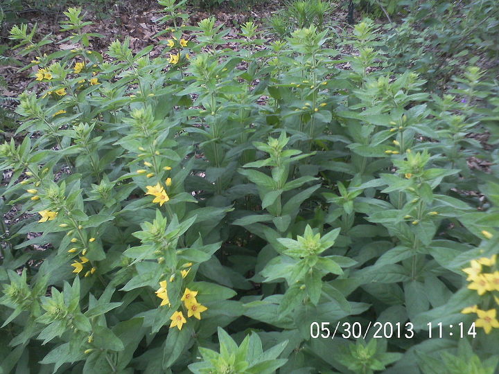 just some of the flowers in our yard, flowers, gardening, Yellow Loosestrife