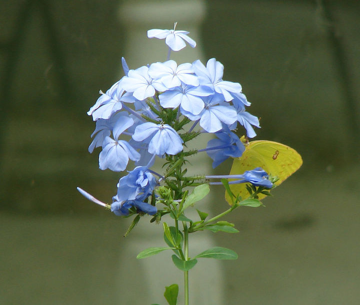 today s garden visitors, gardening, pets animals, Best picture I could get of this lively sulphur visiting the plumbago an unusually large one